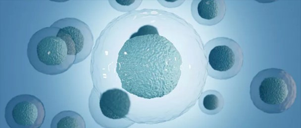 高质量抗体开发平台